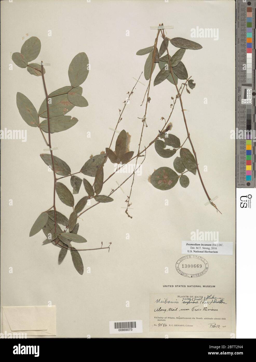 Desmodium incanum hi-res stock photography and images - Alamy