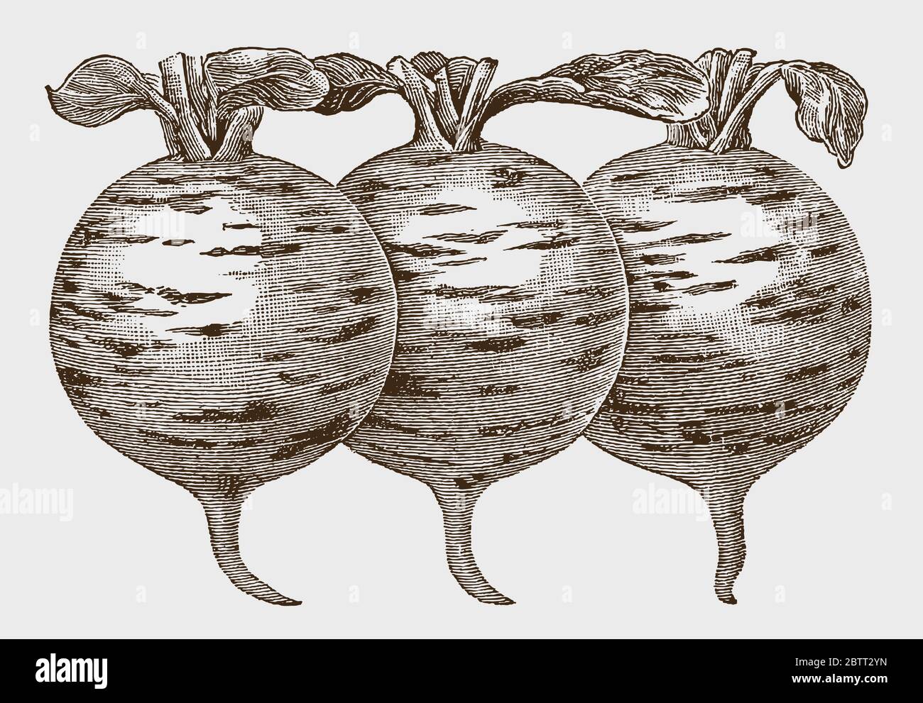 Three white, striped radishes in a row, after a historical engraving from the early 20th century Stock Vector