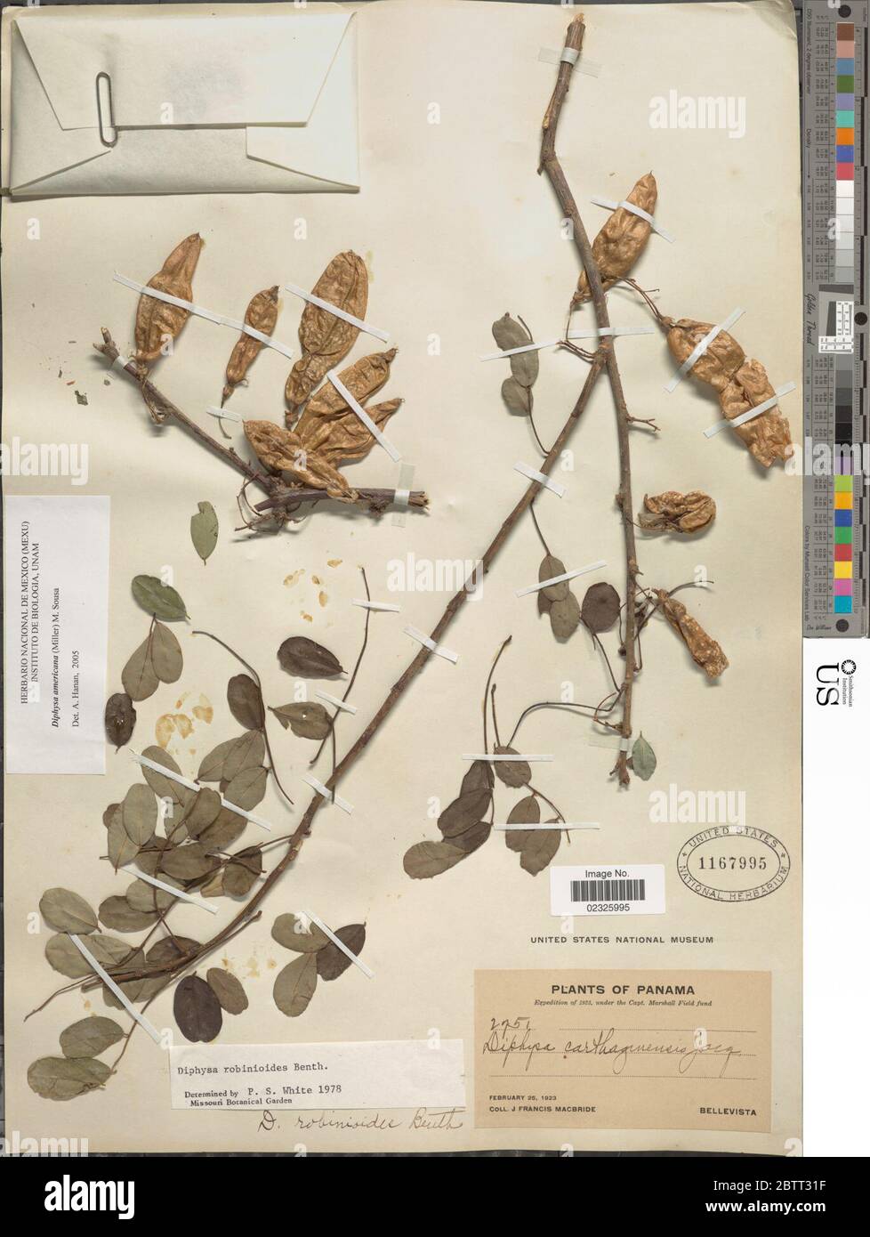 Diphysa americana Mill M Sousa Stock Photo Alamy