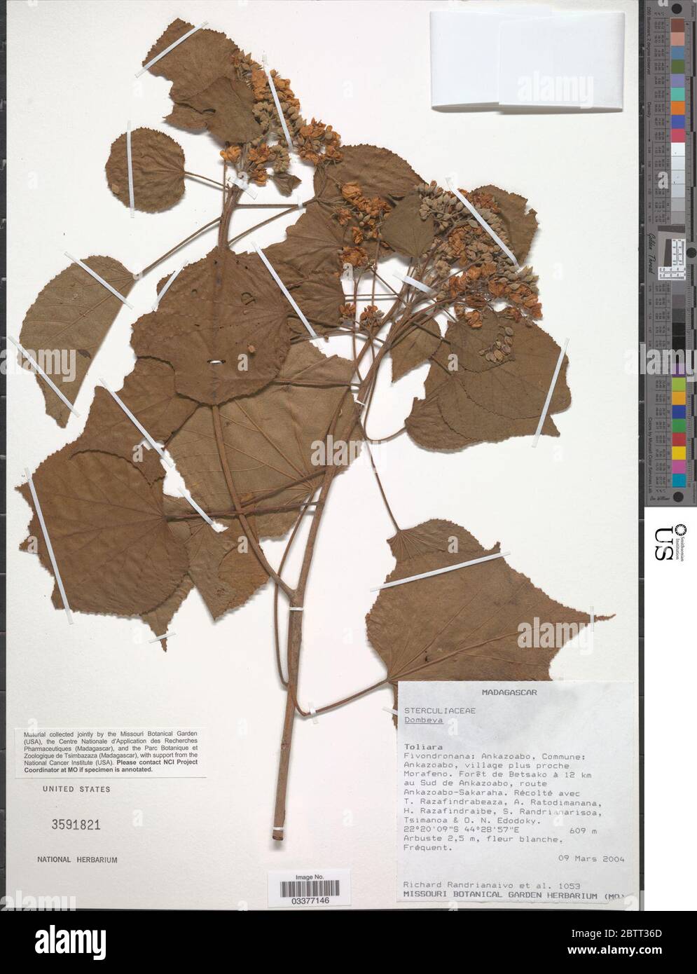 Dombeya sp. Stock Photo