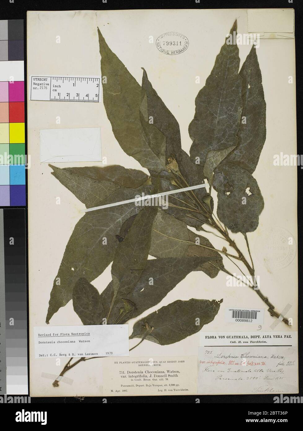 Dorstenia choconiana var integrifolia Donn Sm. Stock Photo
