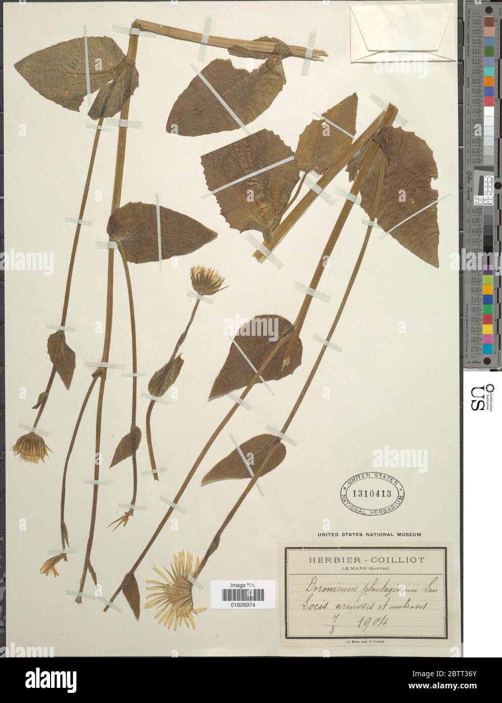Doronicum plantagineum L. Stock Photo