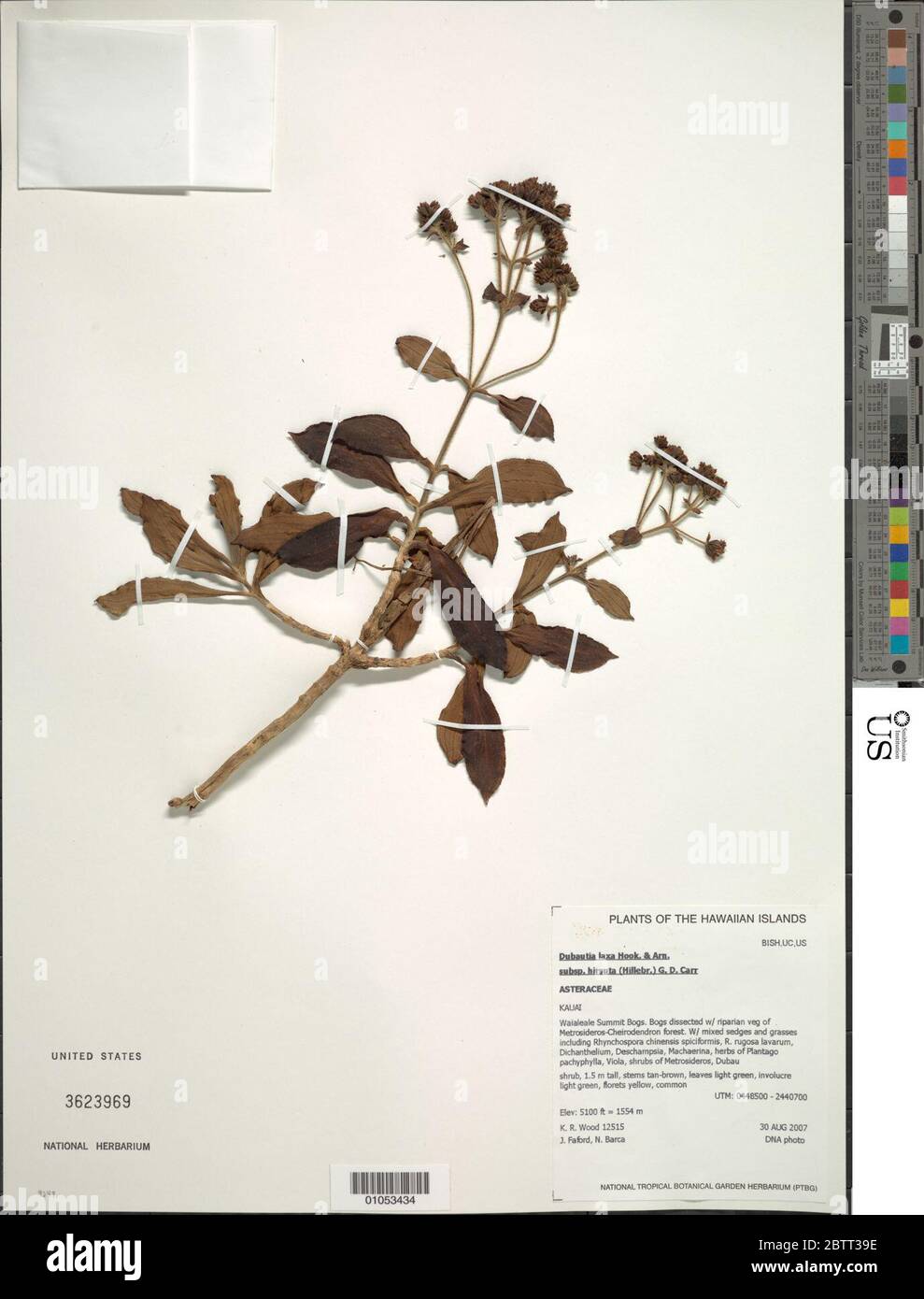 Dubautia laxa subsp hirsuta Hillebr GD Carr. Stock Photo