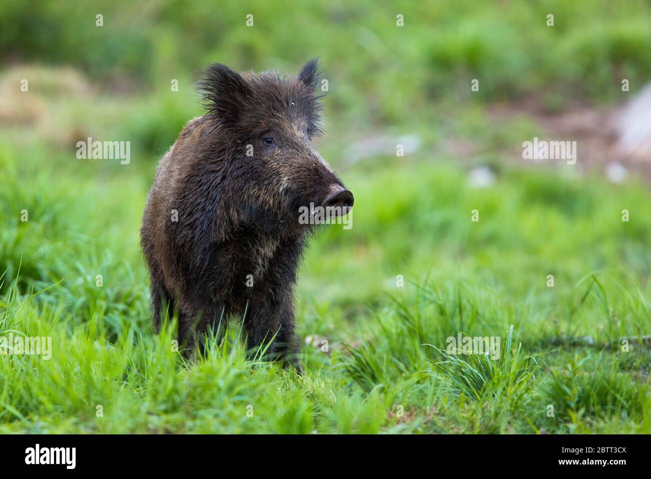 Looking From Clearing Hi res Stock Photography And Images Alamy looking-from-clearing-hi-res-stock-photography-and-images-alamy
