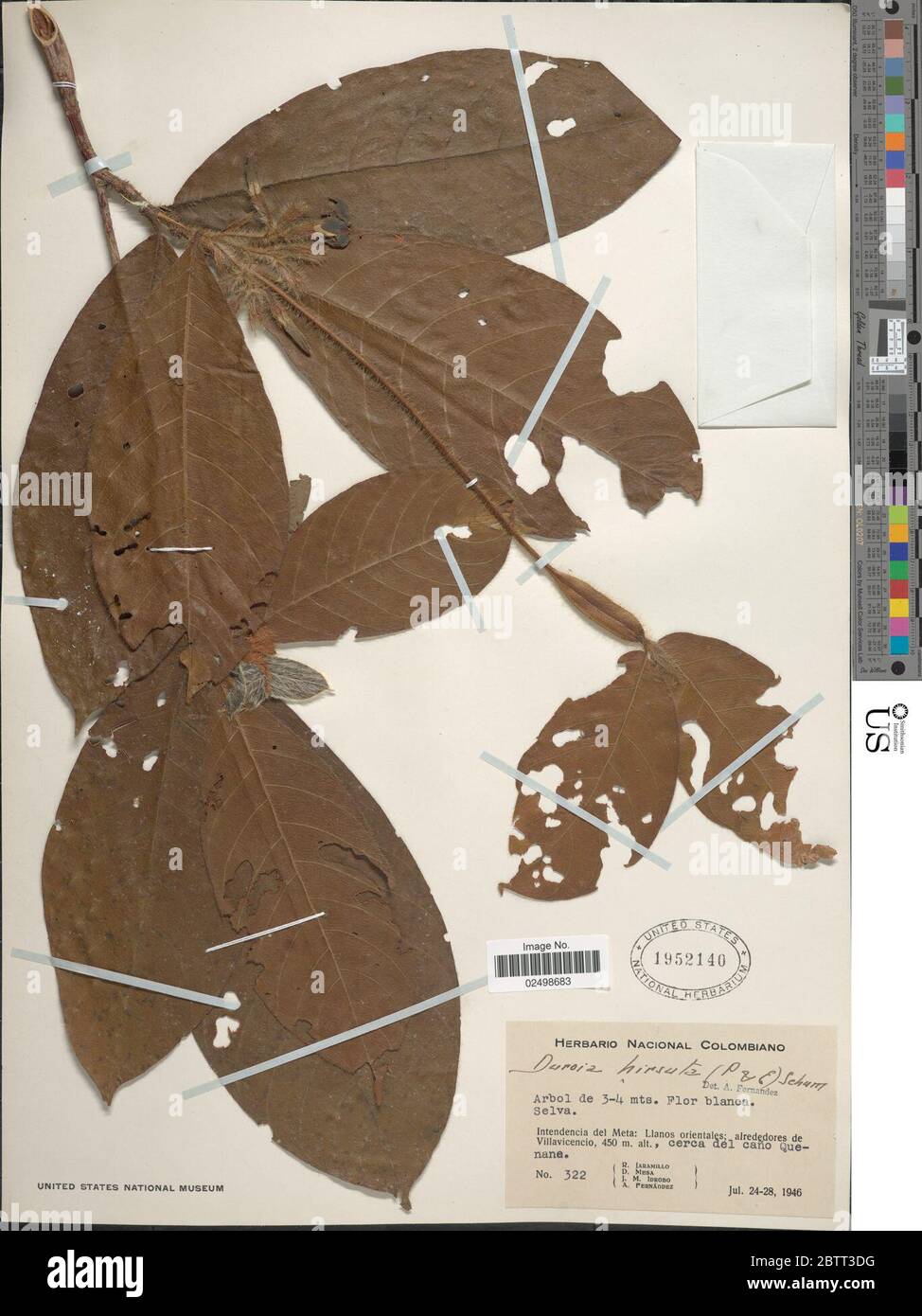 Duroia hires stock photography and images Alamy