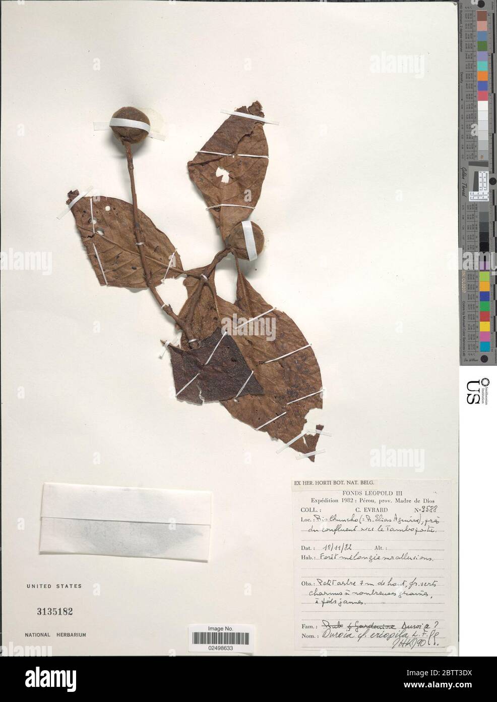 Duroia eriopila L f Stock Photo Alamy