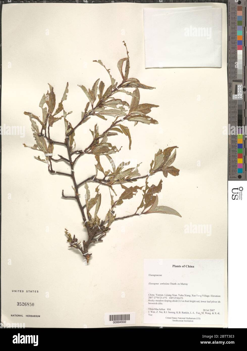 Elaeagnus umbellata Thunb. Stock Photo