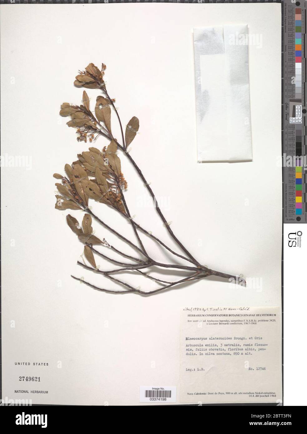 Elaeocarpus alaternoides Brongn Gris. Stock Photo