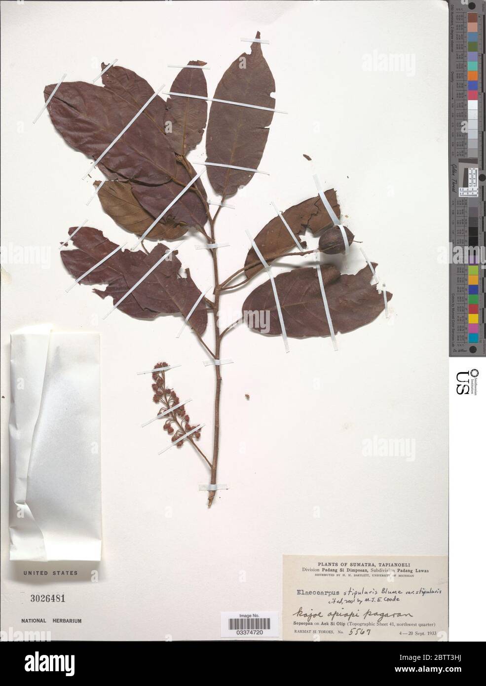 Elaeocarpus stipularis var stipularis. Stock Photo