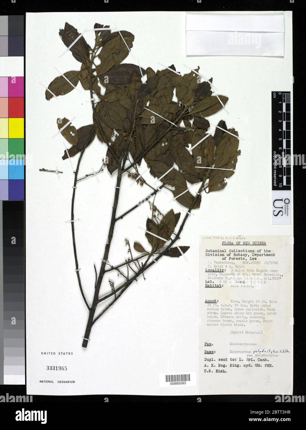 Elaeocarpus polydactylus Schltr var polydactylus. Stock Photo