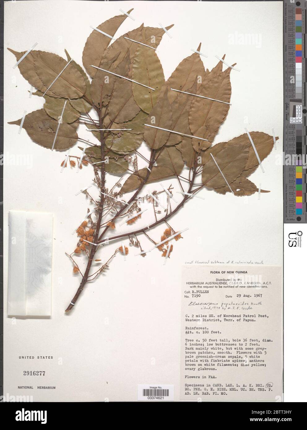 Elaeocarpus populneoides R Knuth. Stock Photo