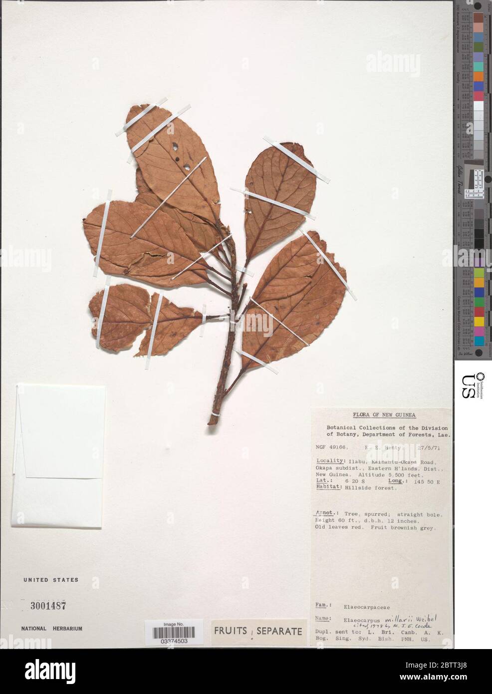 Elaeocarpus millarii Weibel. Stock Photo