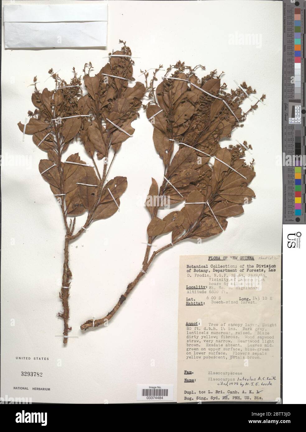 Elaeocarpus luteolus Koord Valeton. Stock Photo