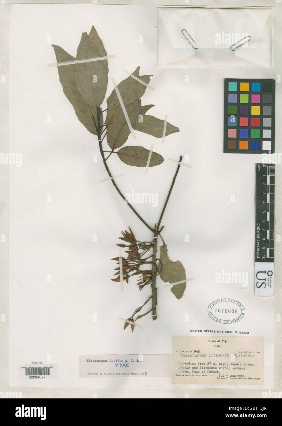 Elaeocarpus lepidus AC Sm. Stock Photo