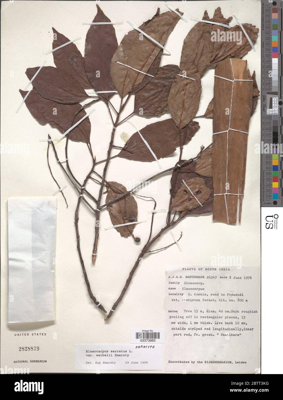 Elaeocarpus serratus var weibelii Zmarzty. Stock Photo