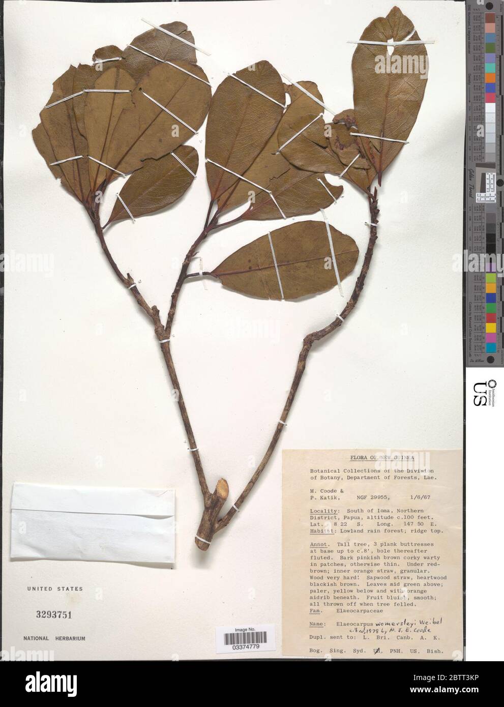 Elaeocarpus womersleyi Weibel. Stock Photo