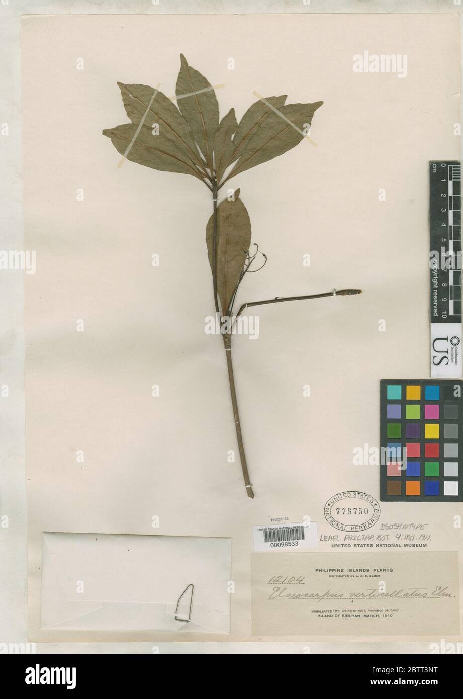 Elaeocarpus verticillatus Elmer. Stock Photo