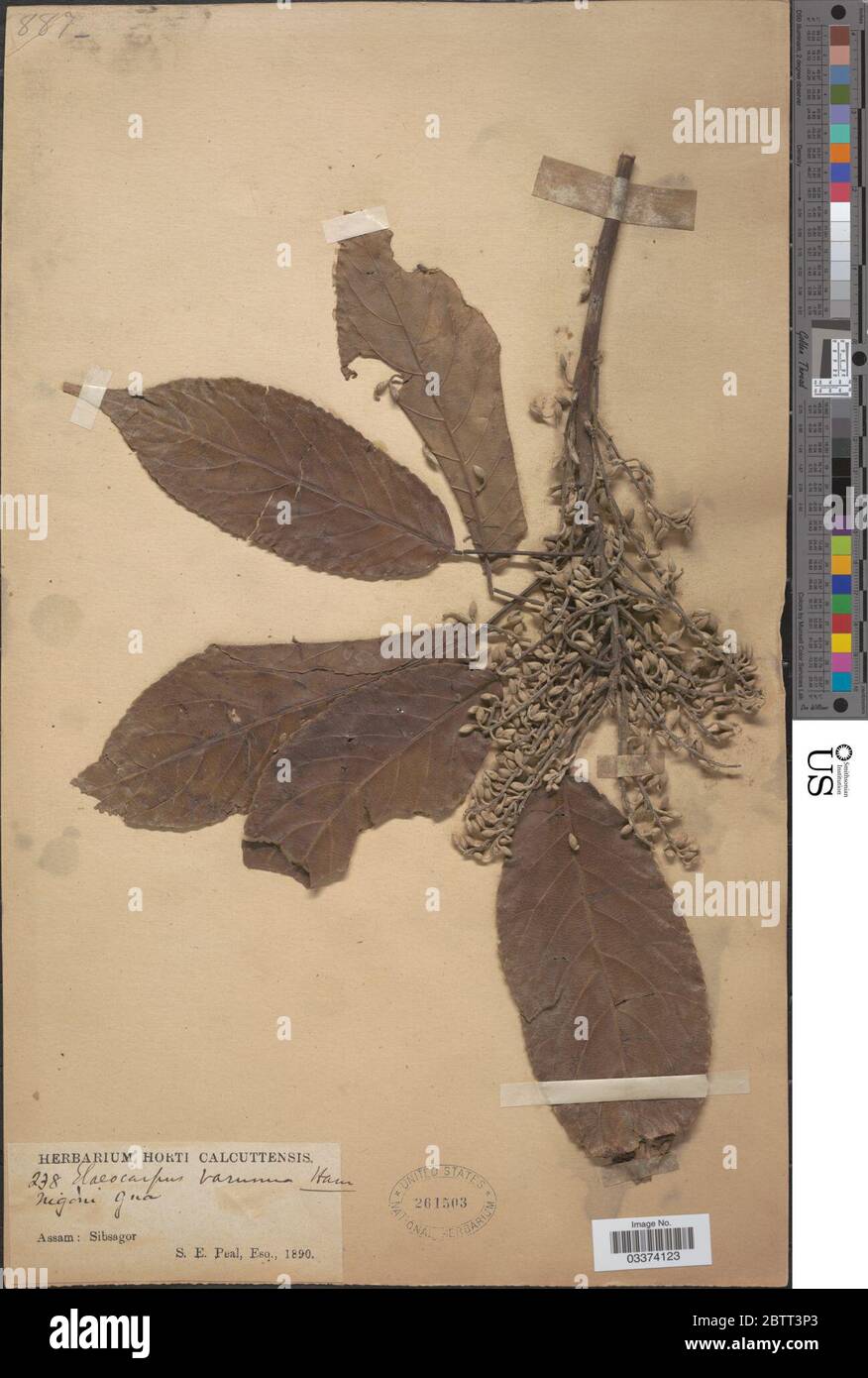 Elaeocarpus varunua BuchHam Mast. Stock Photo