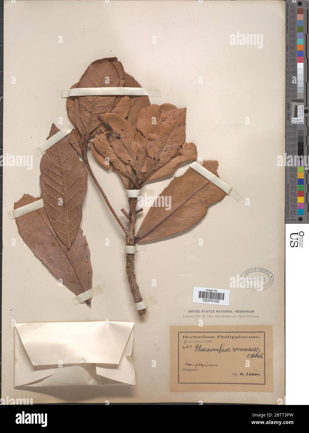 Elaeocarpus venosus CB Rob. Stock Photo
