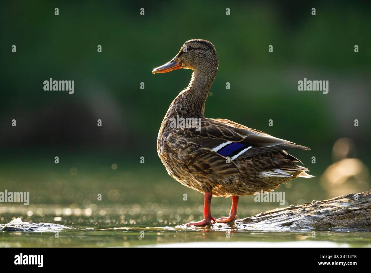 Alert mallard hen standing on a bough in water sunlit by evening sun in summer Stock Photo