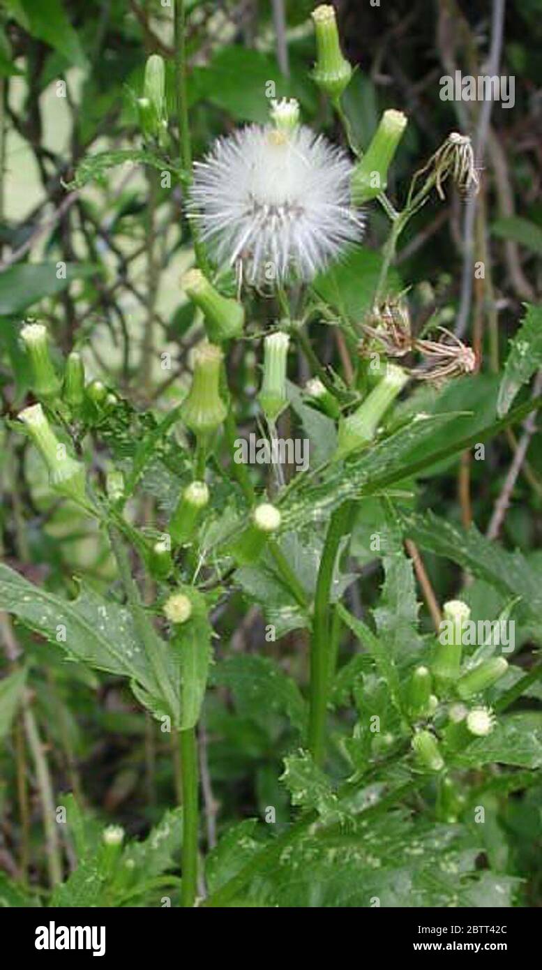 Erechtites hieracifolia L Raf. Stock Photo