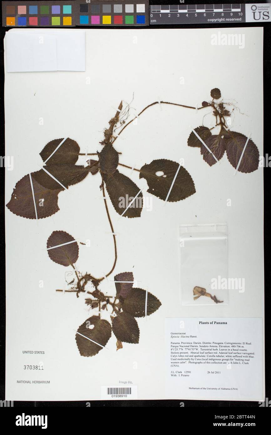 Episcia lilacina Hanst. Stock Photo