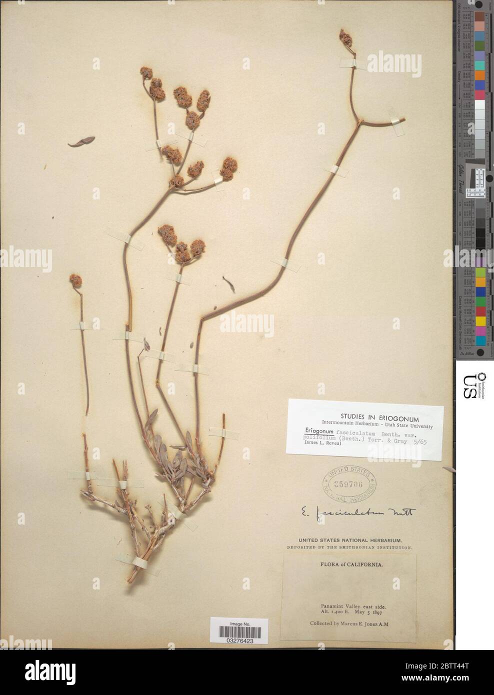 Eriogonum fasciculatum var polifolium Benth Torr A Gray. Stock Photo
