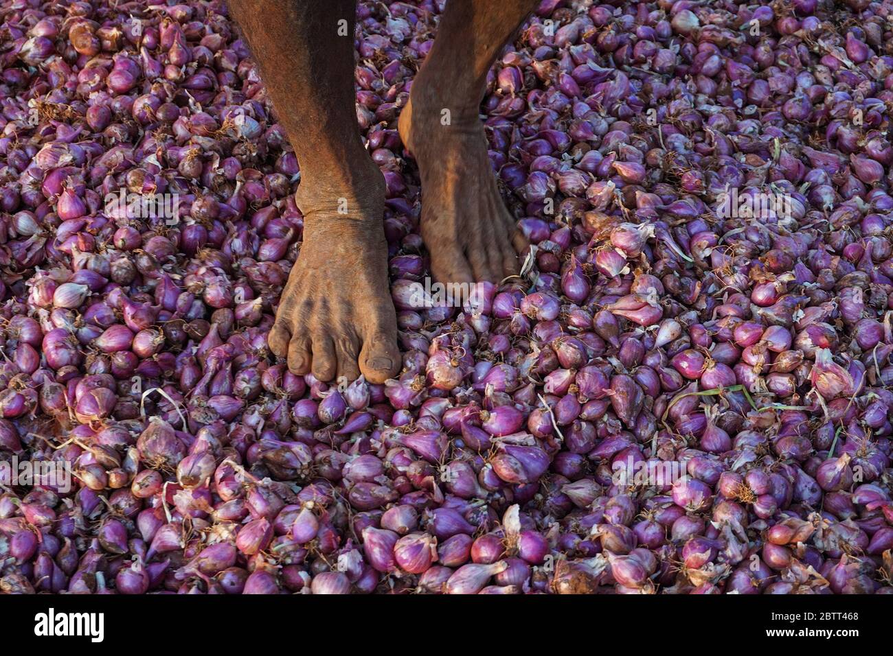 Kandiah Thaya cleans off dust on onions by trampling them on the farm where  he works in Jaffna, Sri Lanka. After they are cleaned, he takes them to the  market to sell. (