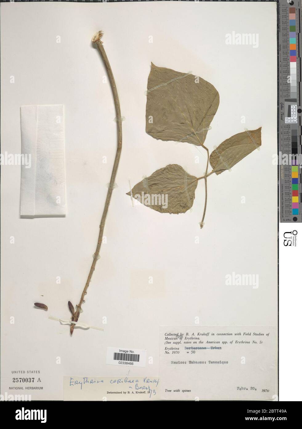 Erythrina caribaea Krukoff Barneby. Stock Photo
