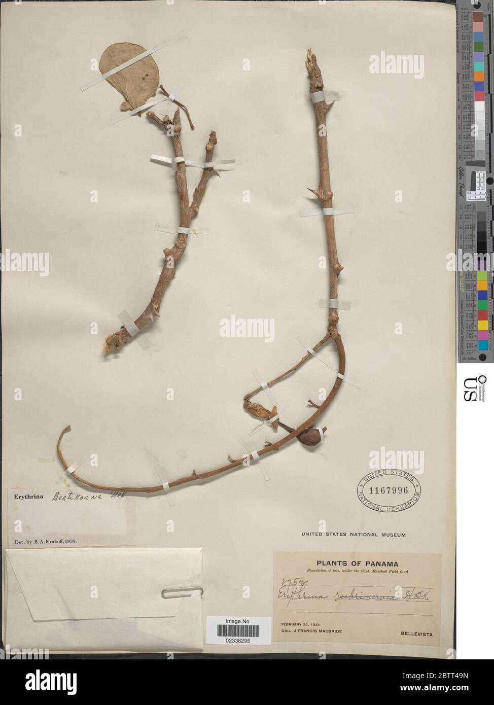 Erythrina berteroana Urb. Stock Photo
