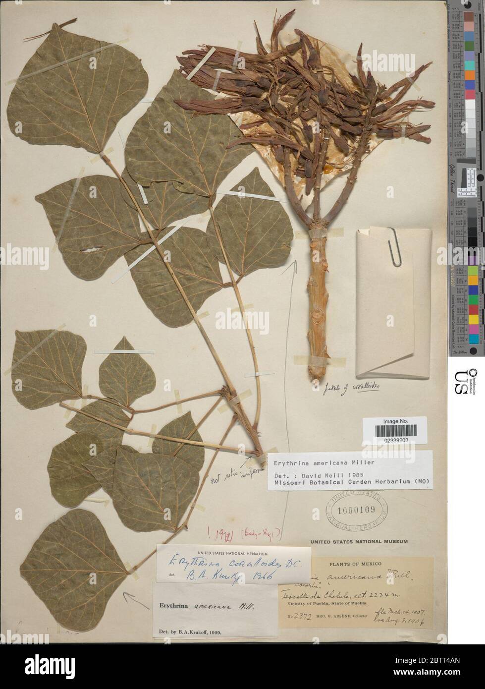 Erythrina americana Mill. Stock Photo