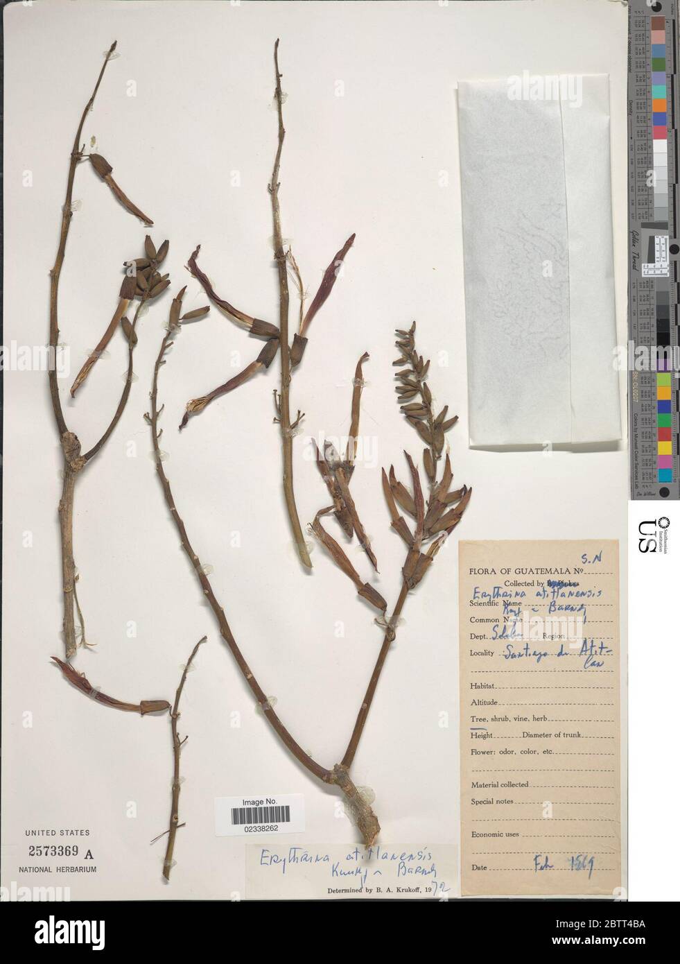 Erythrina atitlanensis Krukoff Barneby. Stock Photo