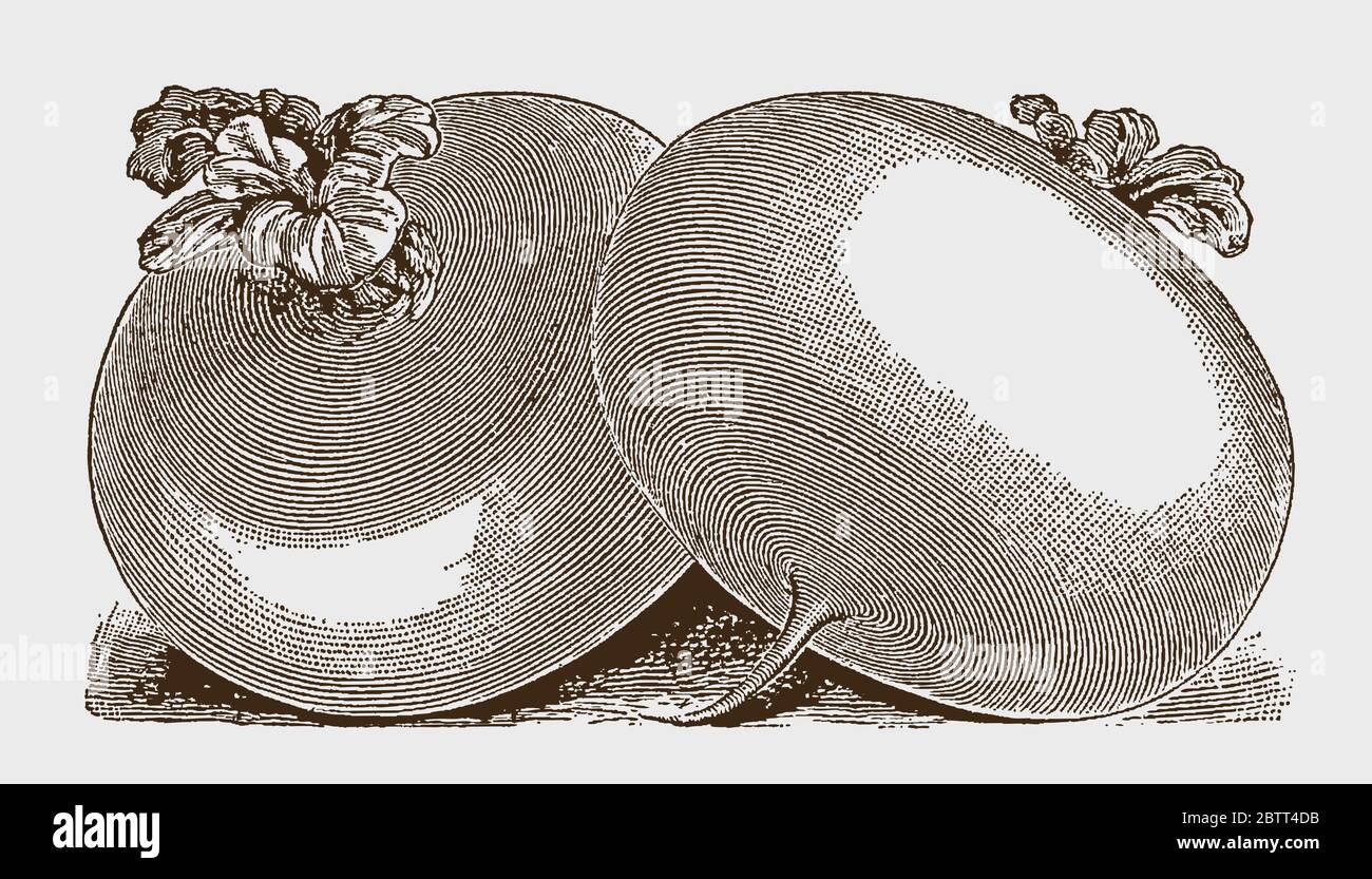 Two large, oval-shaped white turnips, after a historical engraving from the early 20th century Stock Vector