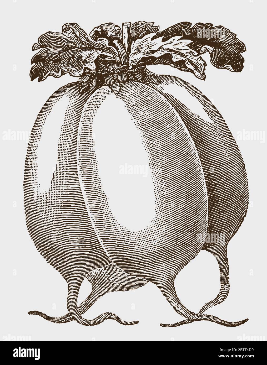 Bundle of four white, cylindrical radishes, after a historical engraving from the early 20th century Stock Vector