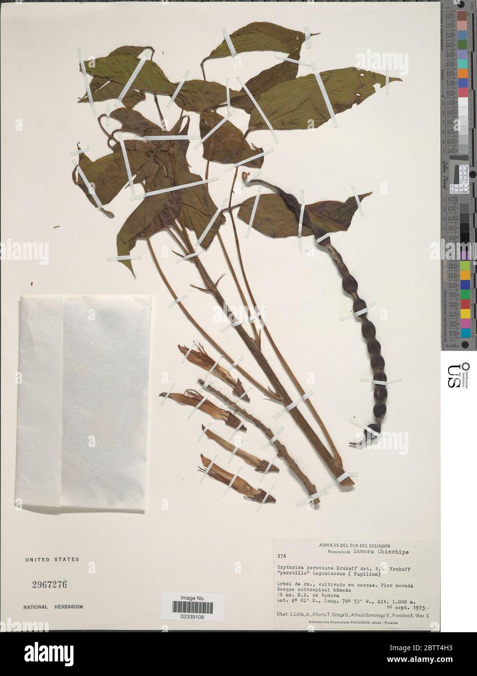 Erythrina peruviana Krukoff. Stock Photo