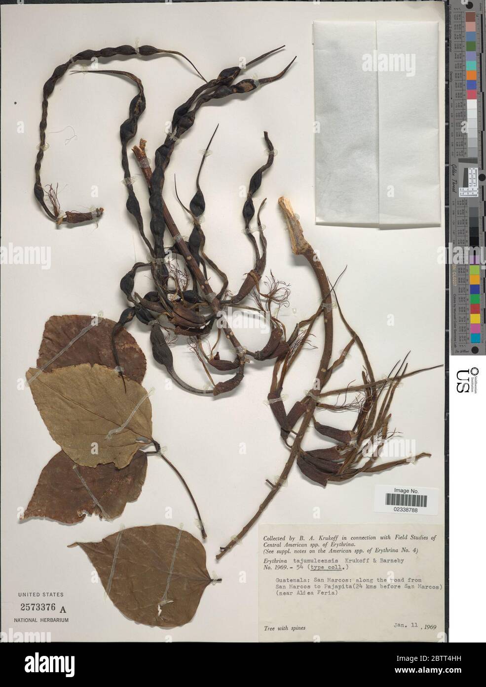 Erythrina tajumulcensis Krukoff Barneby. Stock Photo
