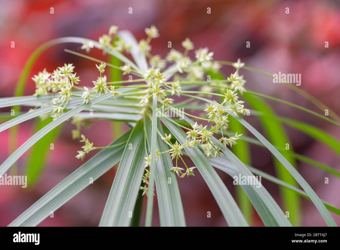 Close up of a cyperus albostriatus flower in bloom Stock Photo