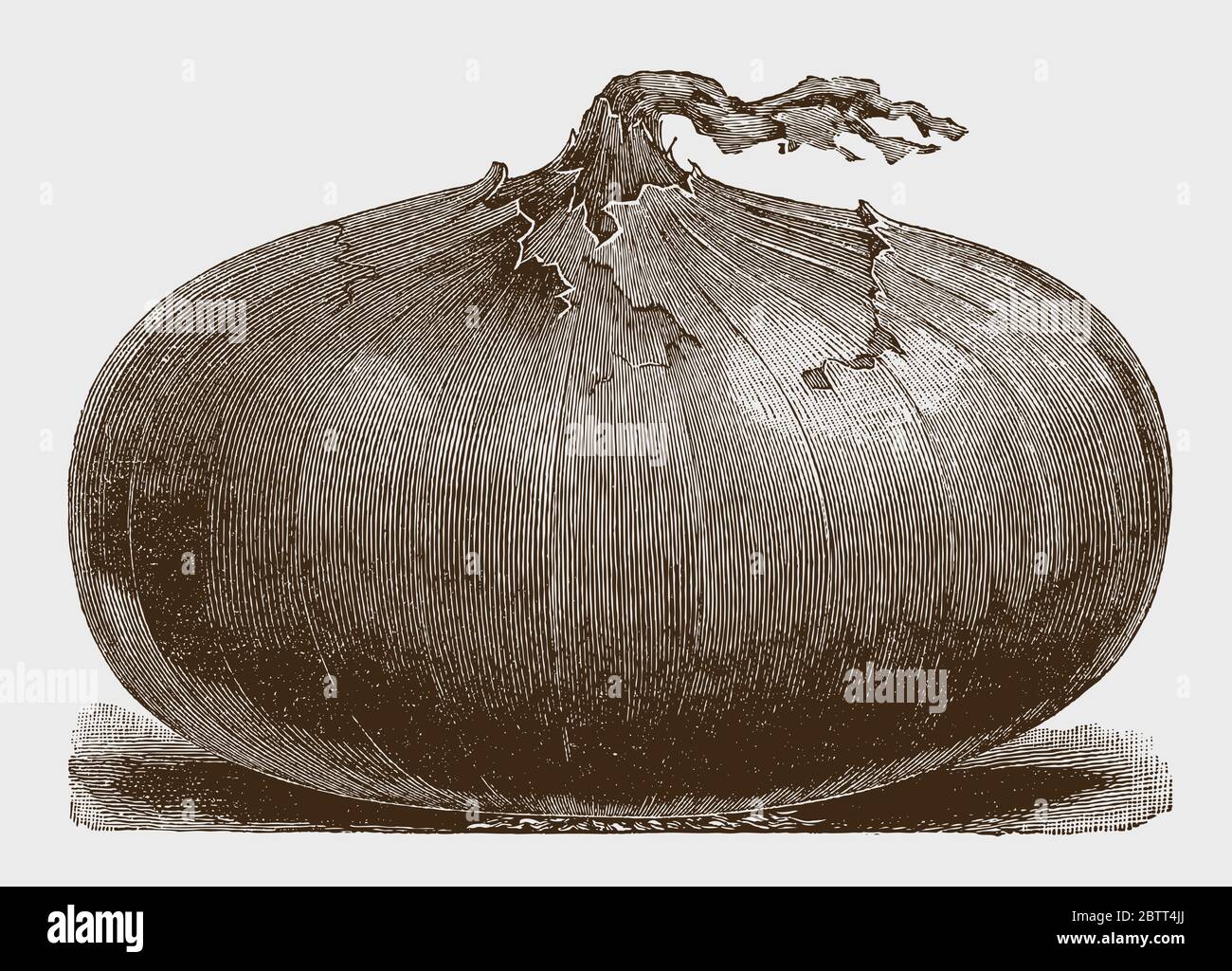 Large, flattened onion in side view, after a historical engraving from the early 20th century Stock Vector