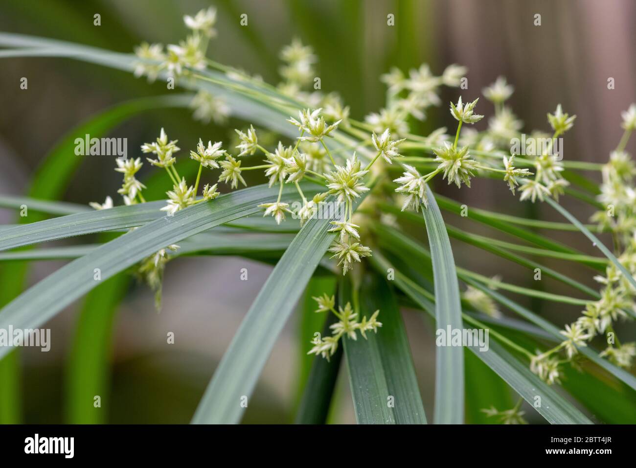 Close up of a cyperus albostriatus flower in bloom Stock Photo