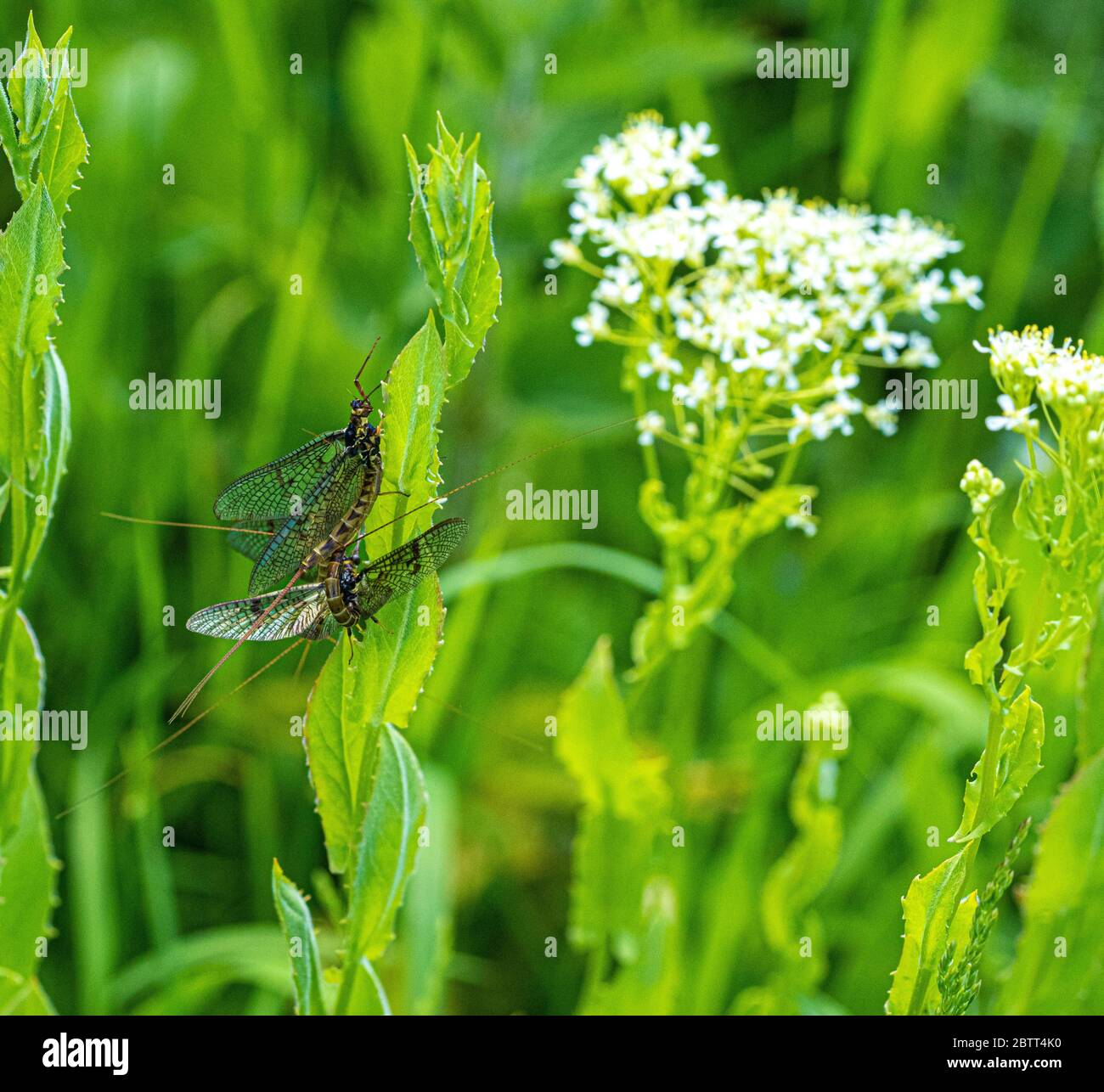 Green Drake Mayfly Ephemera danica male in spring with greengrass field ...