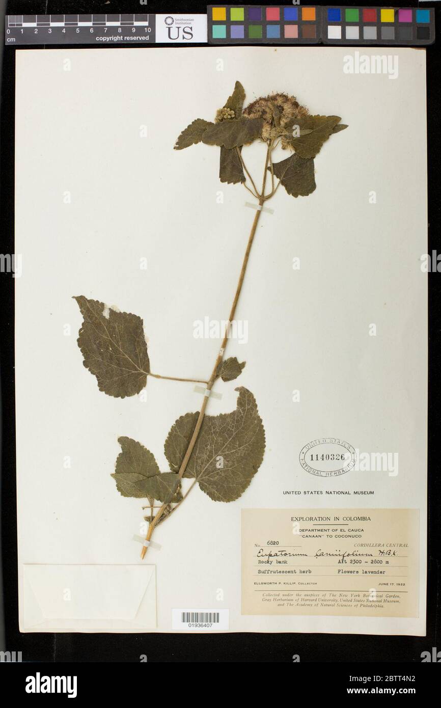 Eupatorium lamiifolium Link. Stock Photo