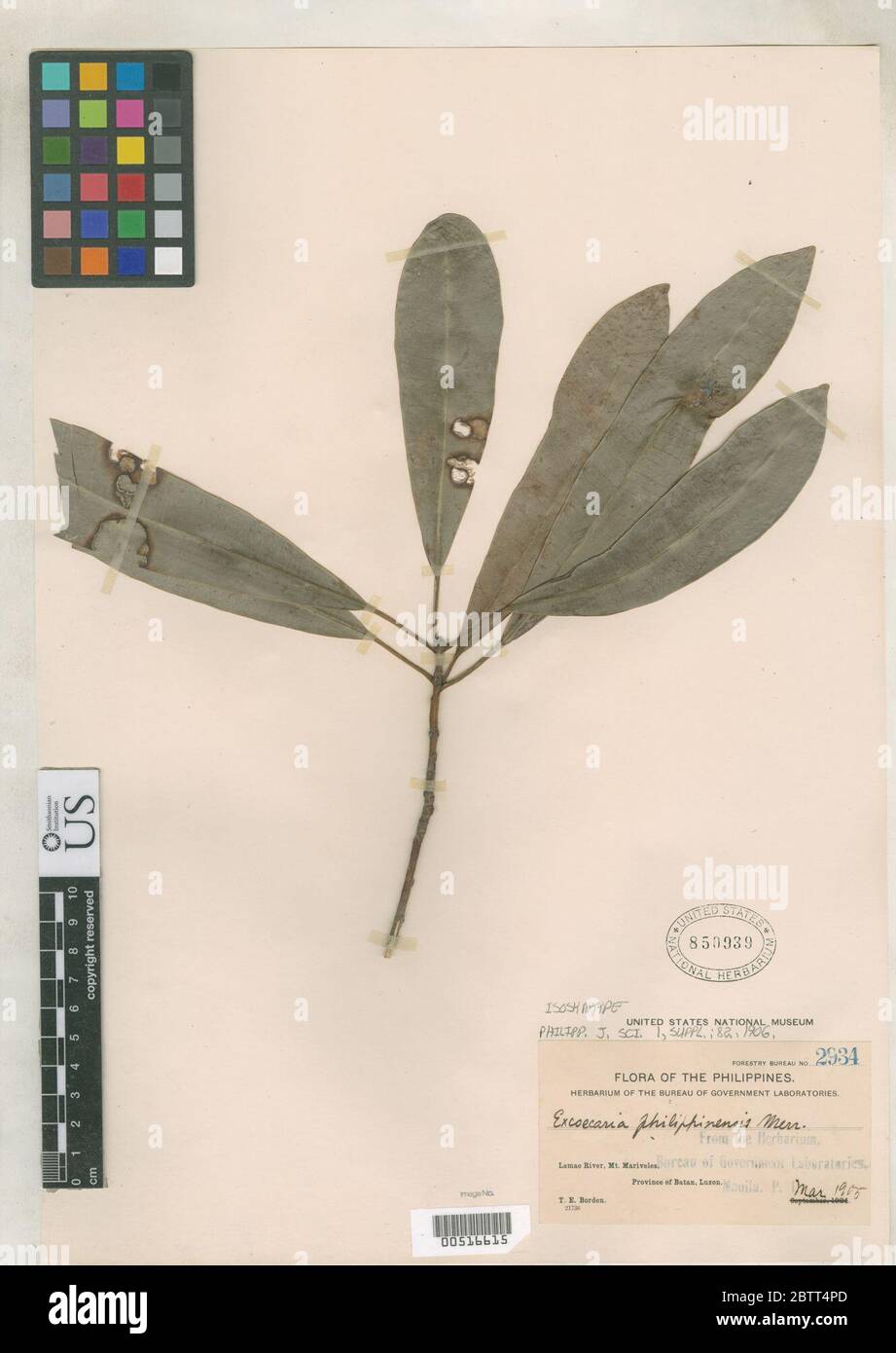 Excoecaria philippinensis Merr. Stock Photo
