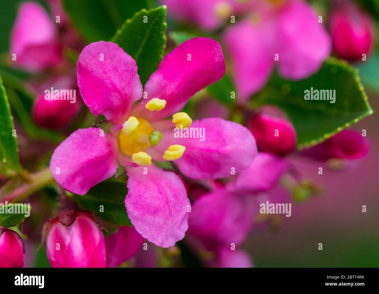 A macro shot of the flower of an escallonia bush. Stock Photo
