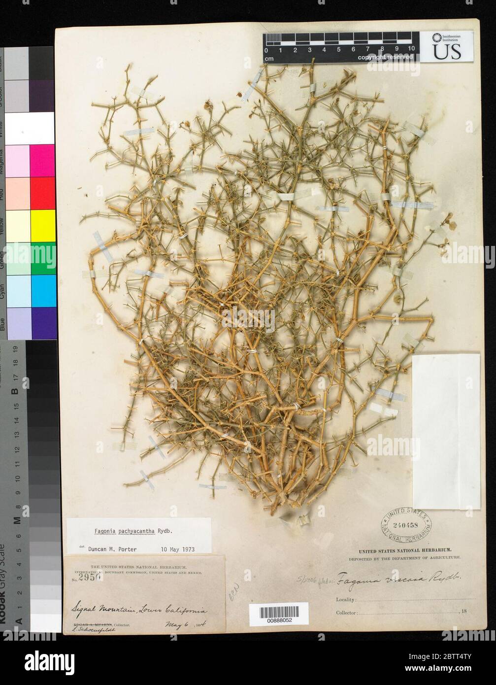 Fagonia viscosa Rydb. Stock Photo