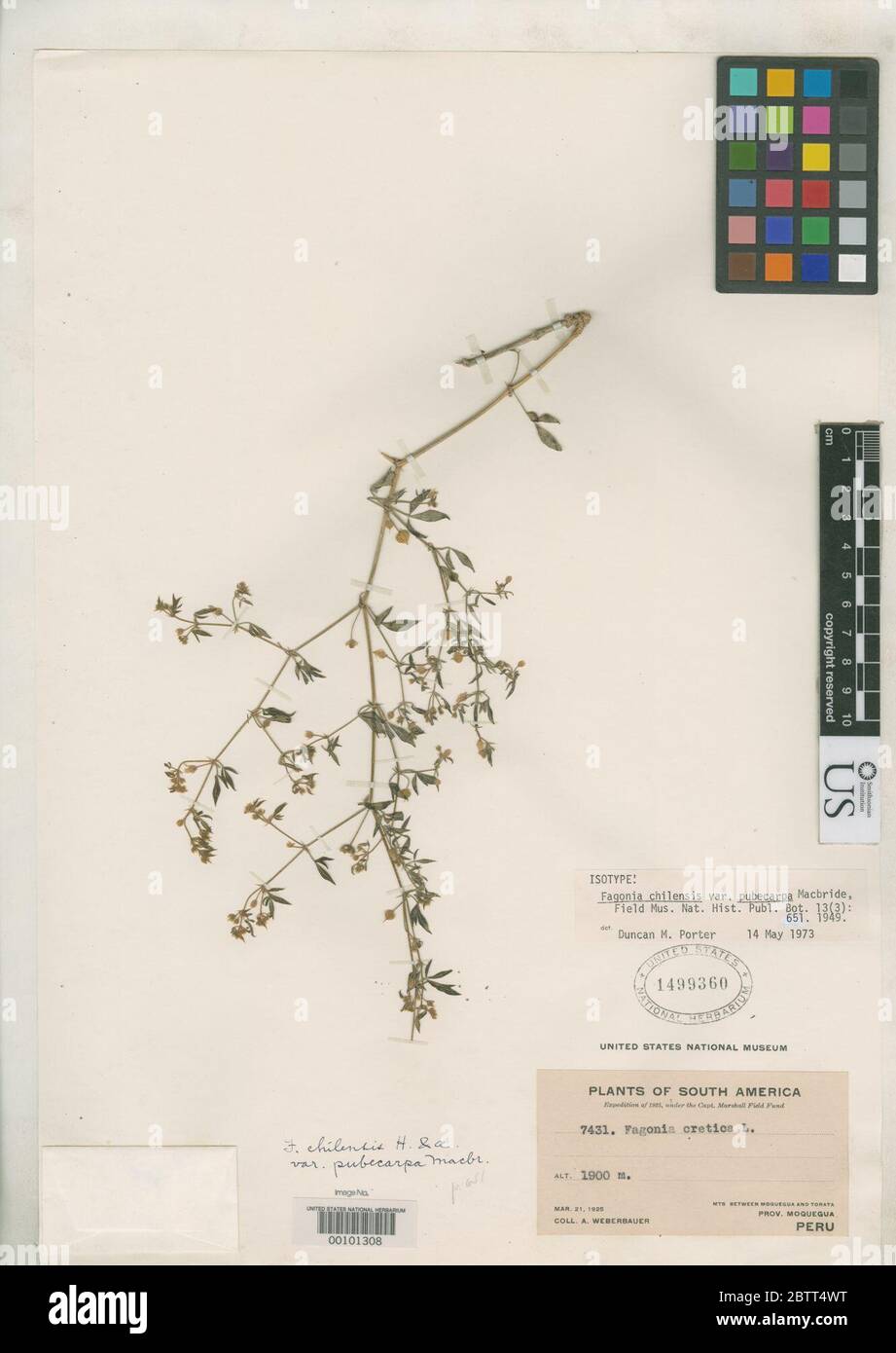 Fagonia chilensis var pubecarpa JF Macbr. Stock Photo