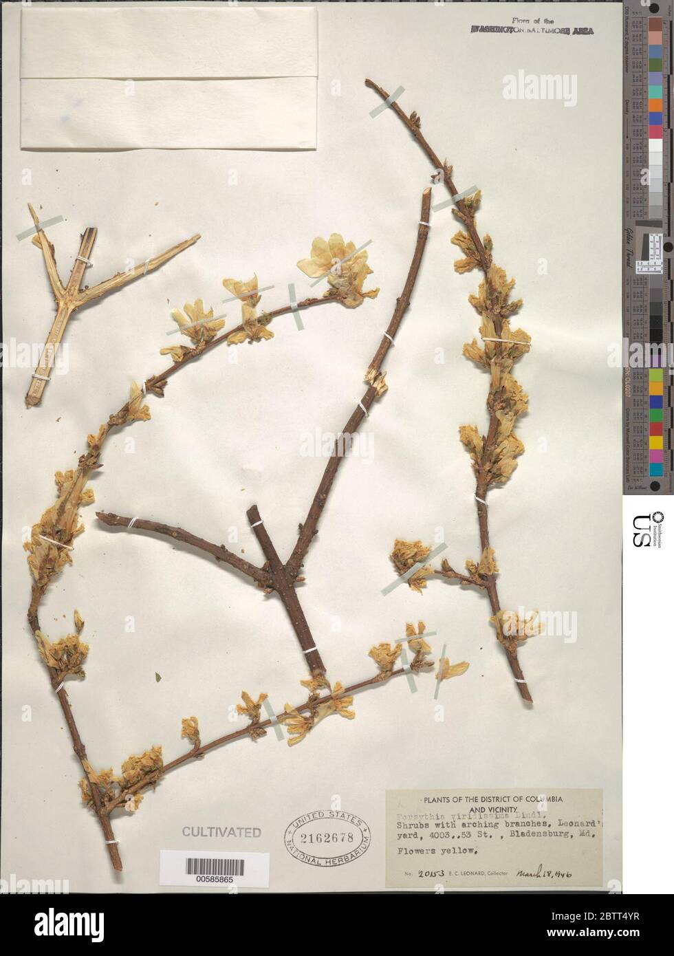 Forsythia viridissima Lindl. Stock Photo