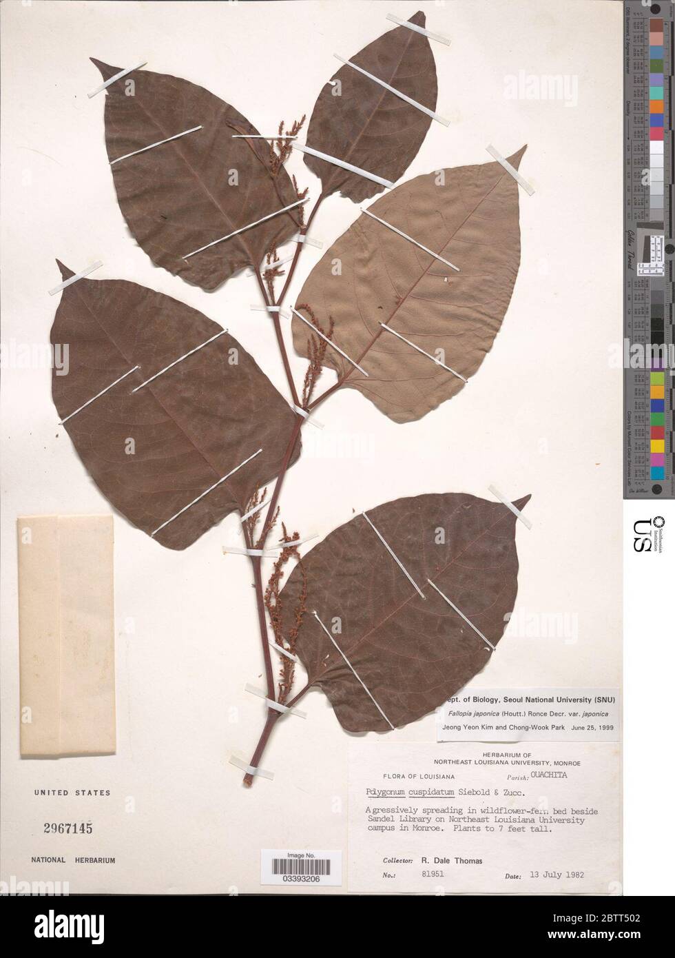 Fallopia japonica var japonica Houtt Ronse Stock Photo - Alamy