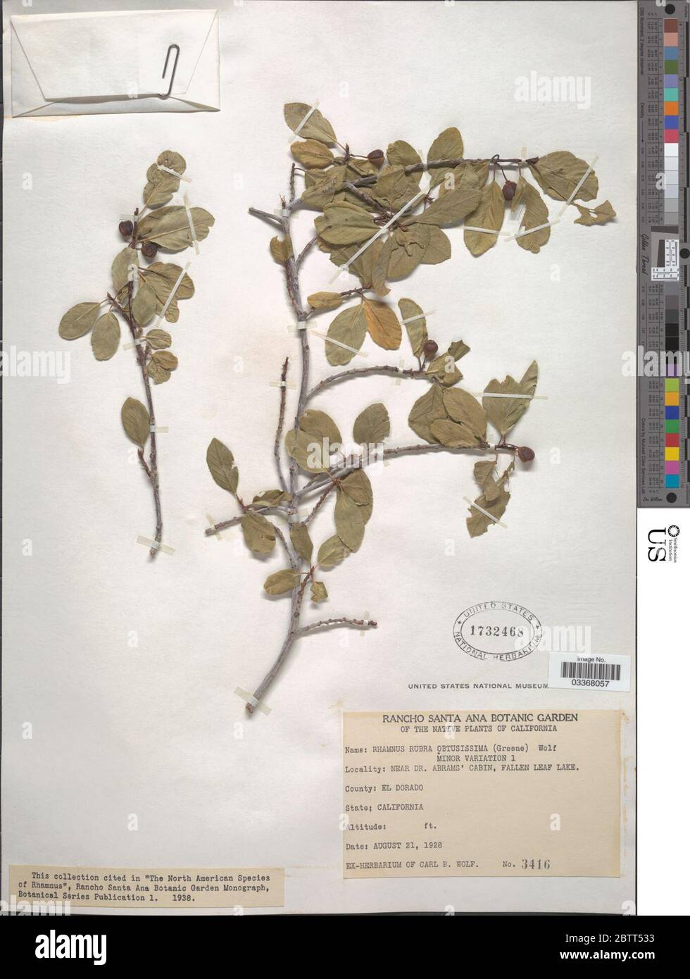 Frangula rubra subsp obtusissima Greene Kartesz Gandhi. Stock Photo