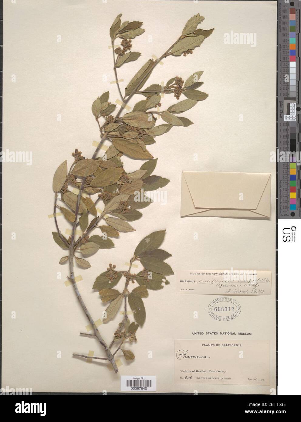 Frangula californica subsp cuspidata Greene Kartesz Gandhi. Stock Photo