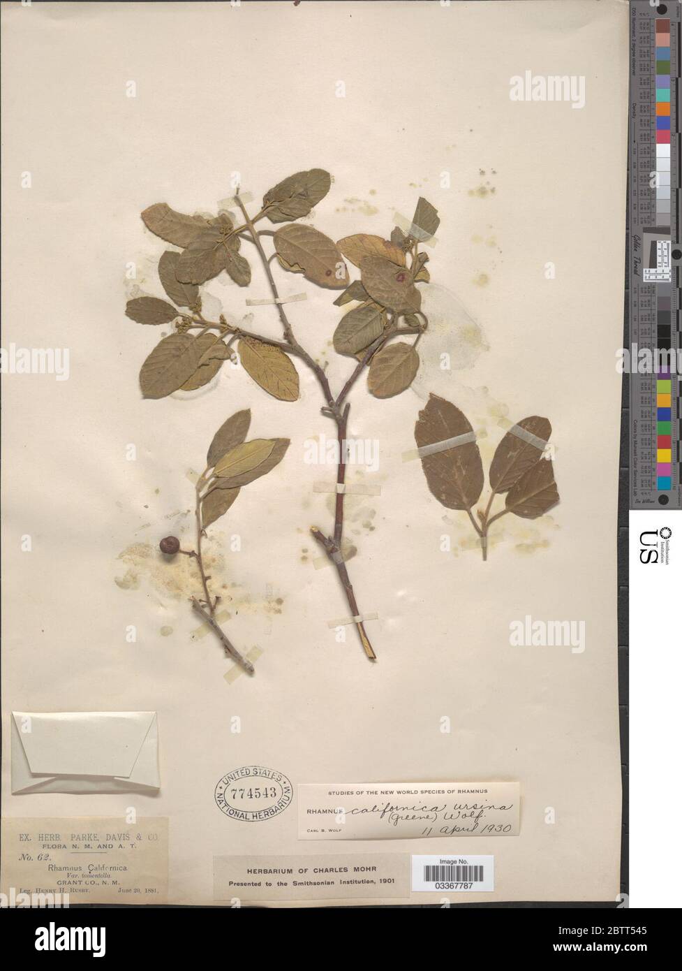 Frangula californica subsp ursina Greene Kartesz Gandhi. Stock Photo